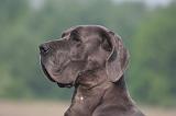 DOGUE ALLEMAND 480